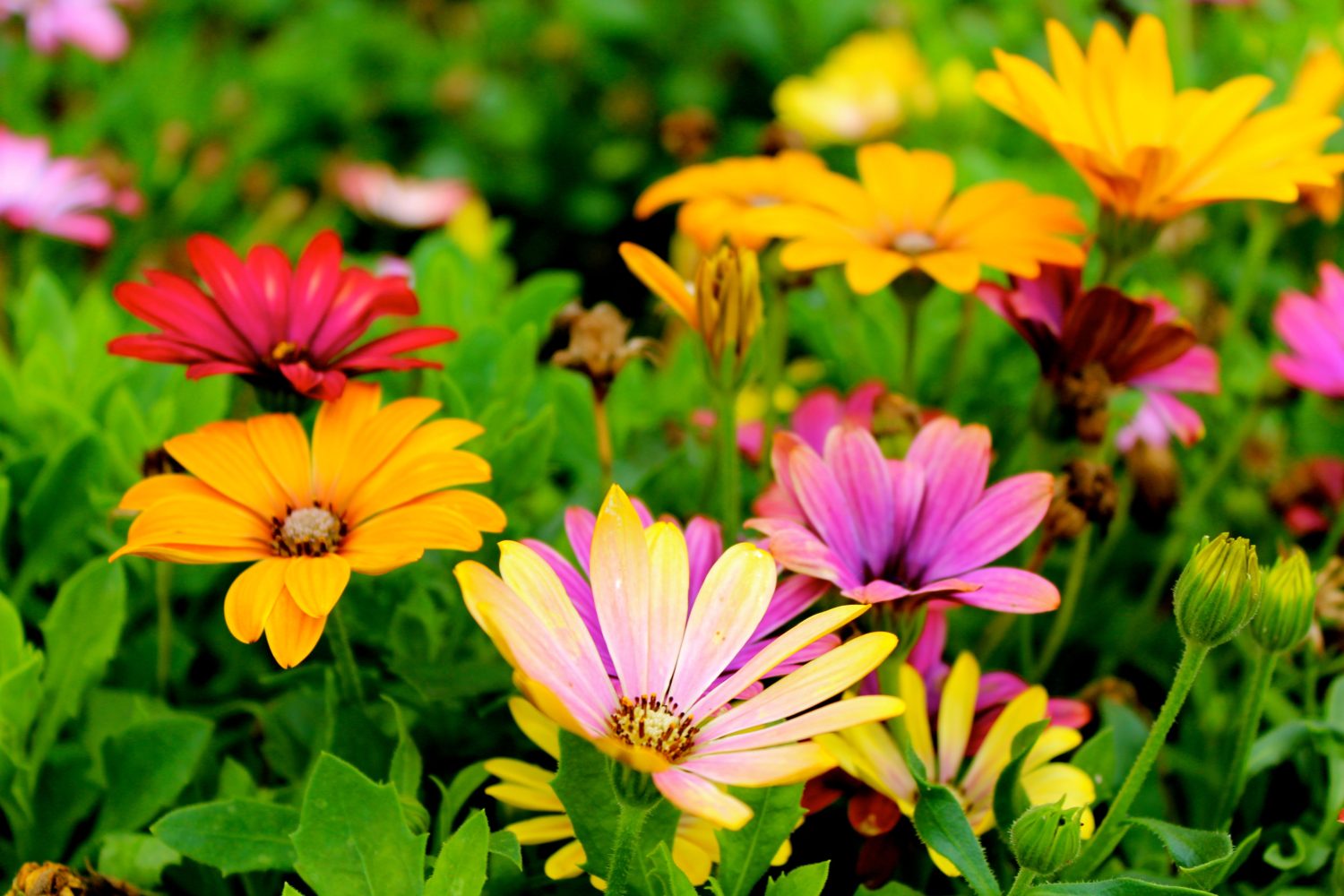 Planten passende bij Veranda inrichting