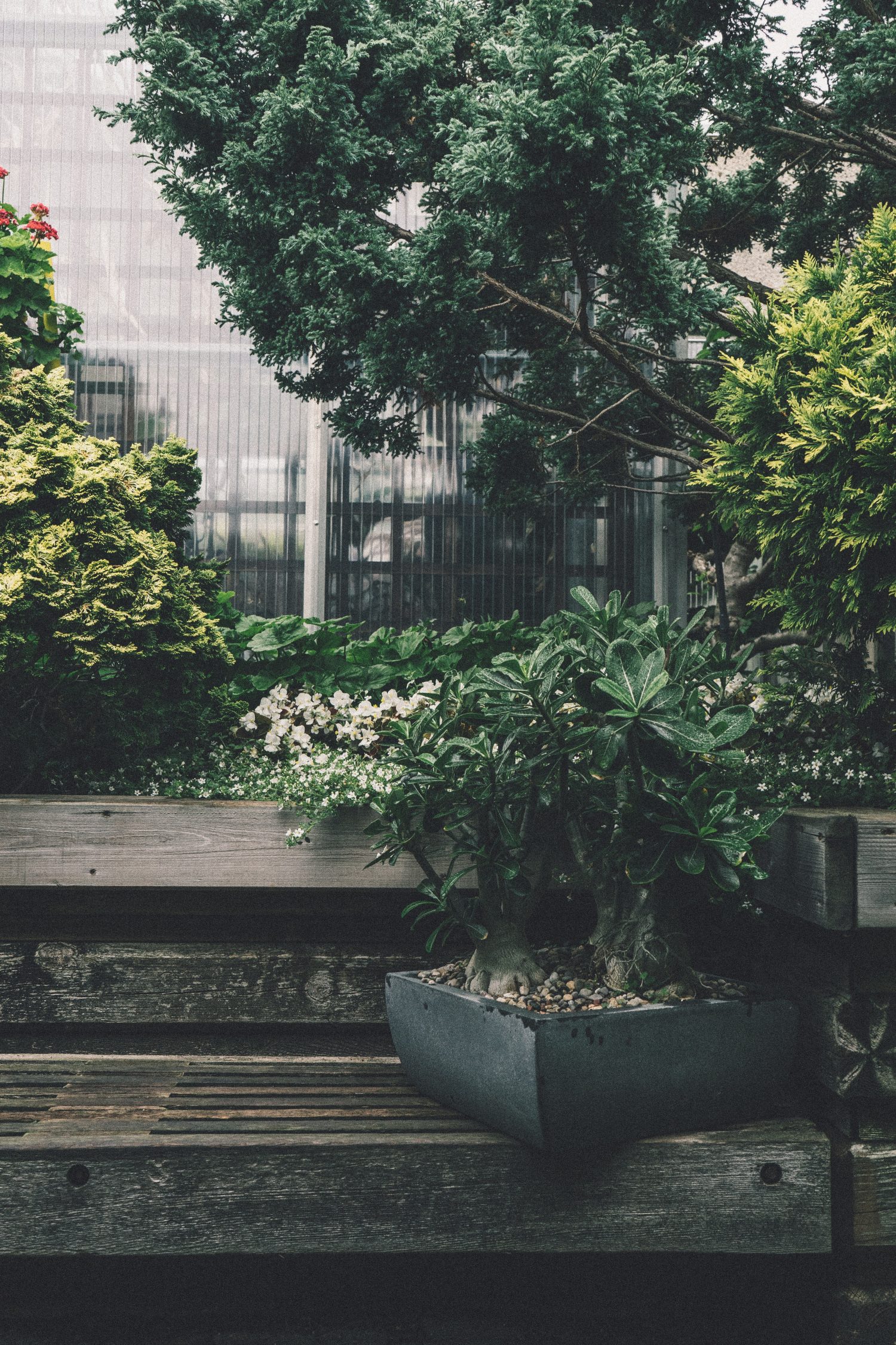 Planten passende bij Veranda inrichting