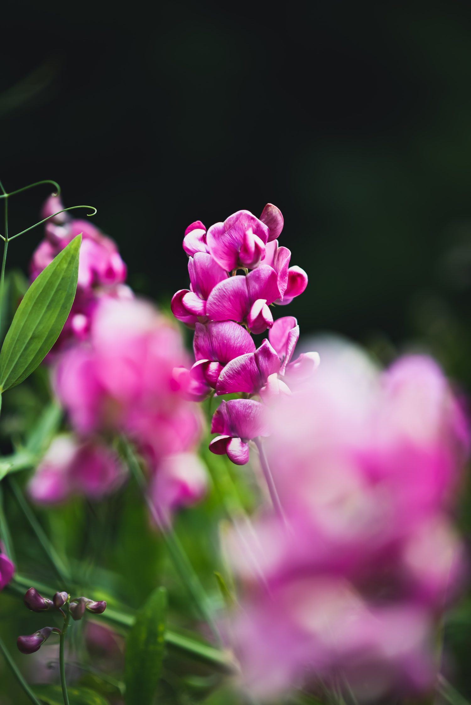 Veranda planten | Overkapping planten | Mediteraanse planten