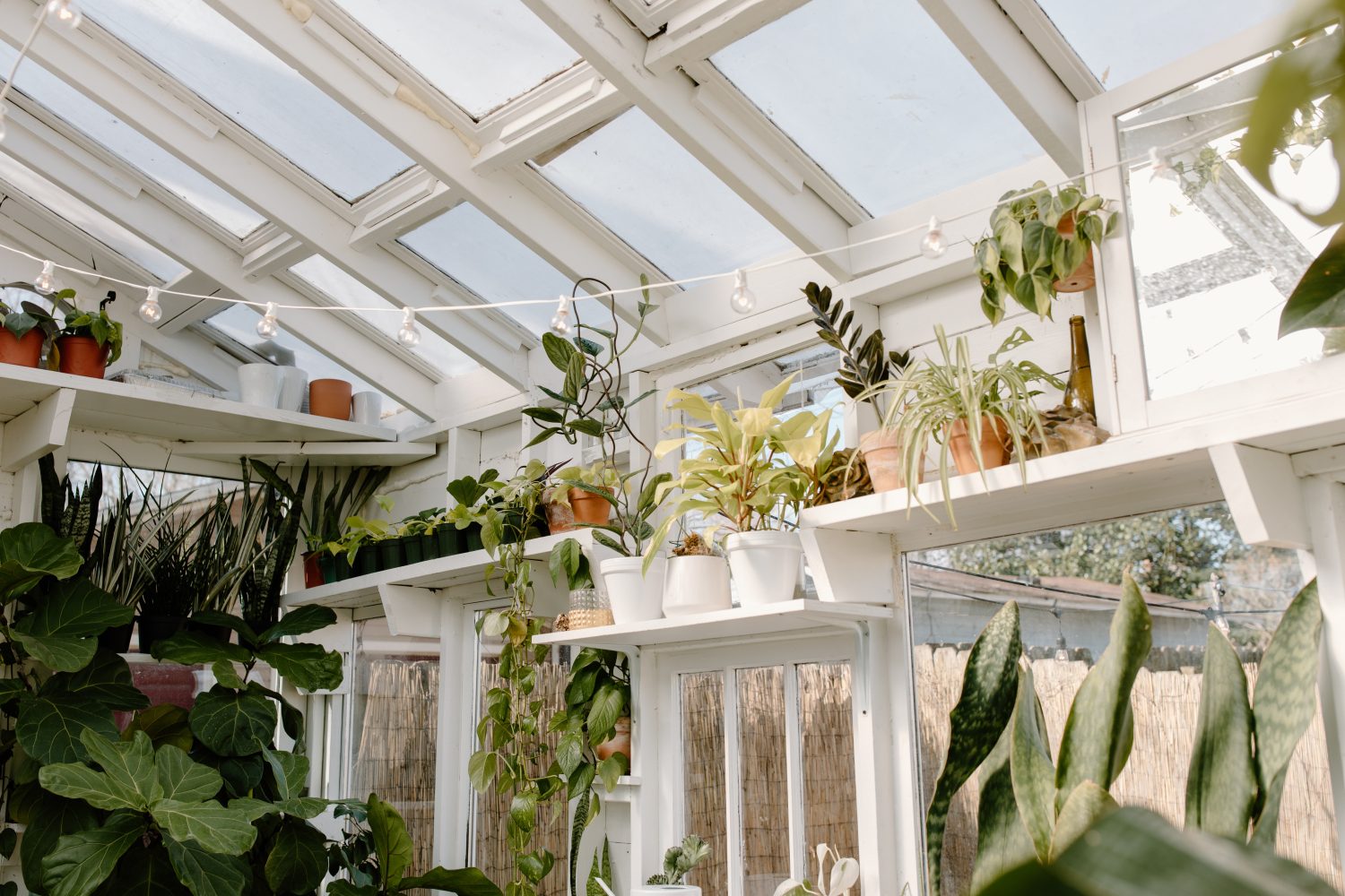 Veranda planten | Overkapping planten