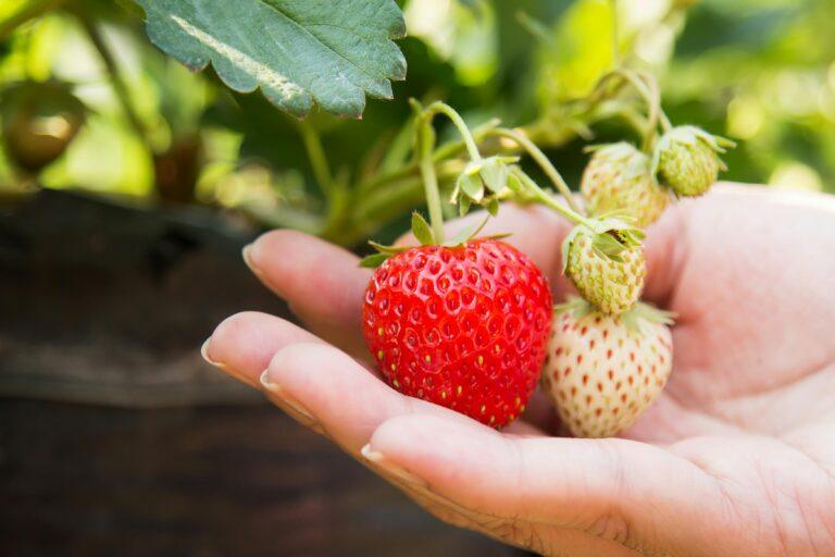 Moestuin aanleggen, Aardbeien