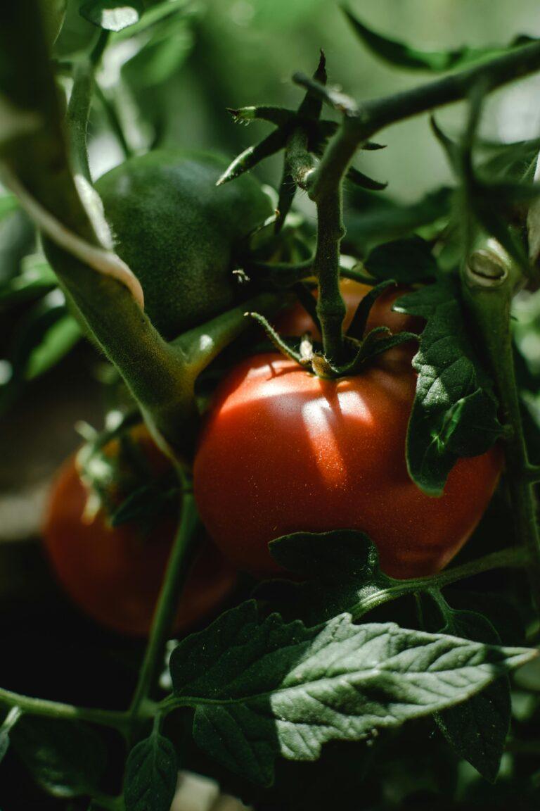 Moestuin aanleggen, Tomaten